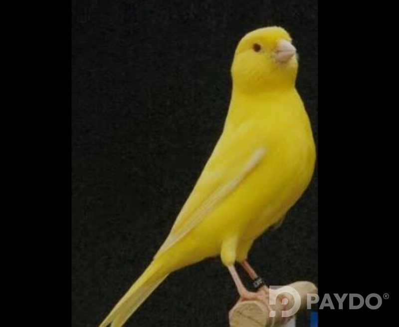 Канарейка