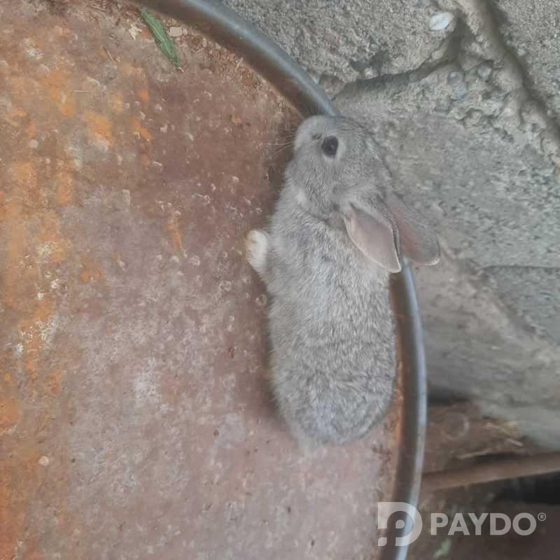 Кролики