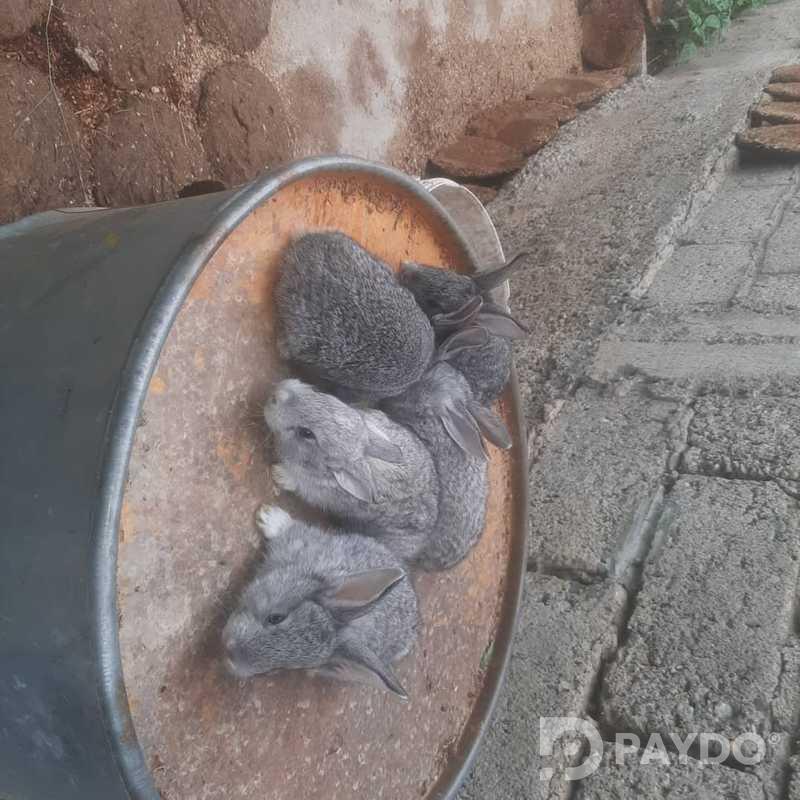 Кролики