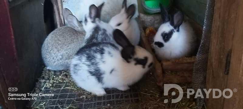 Rabbits