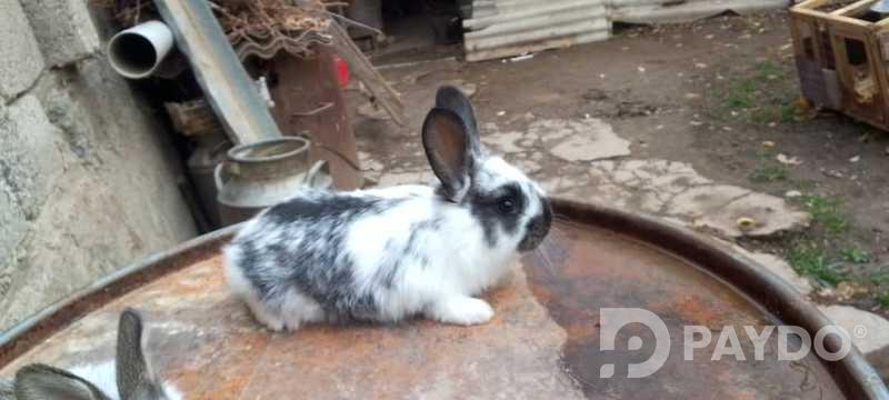 Rabbits