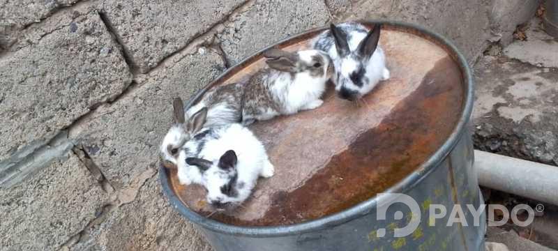 Rabbits