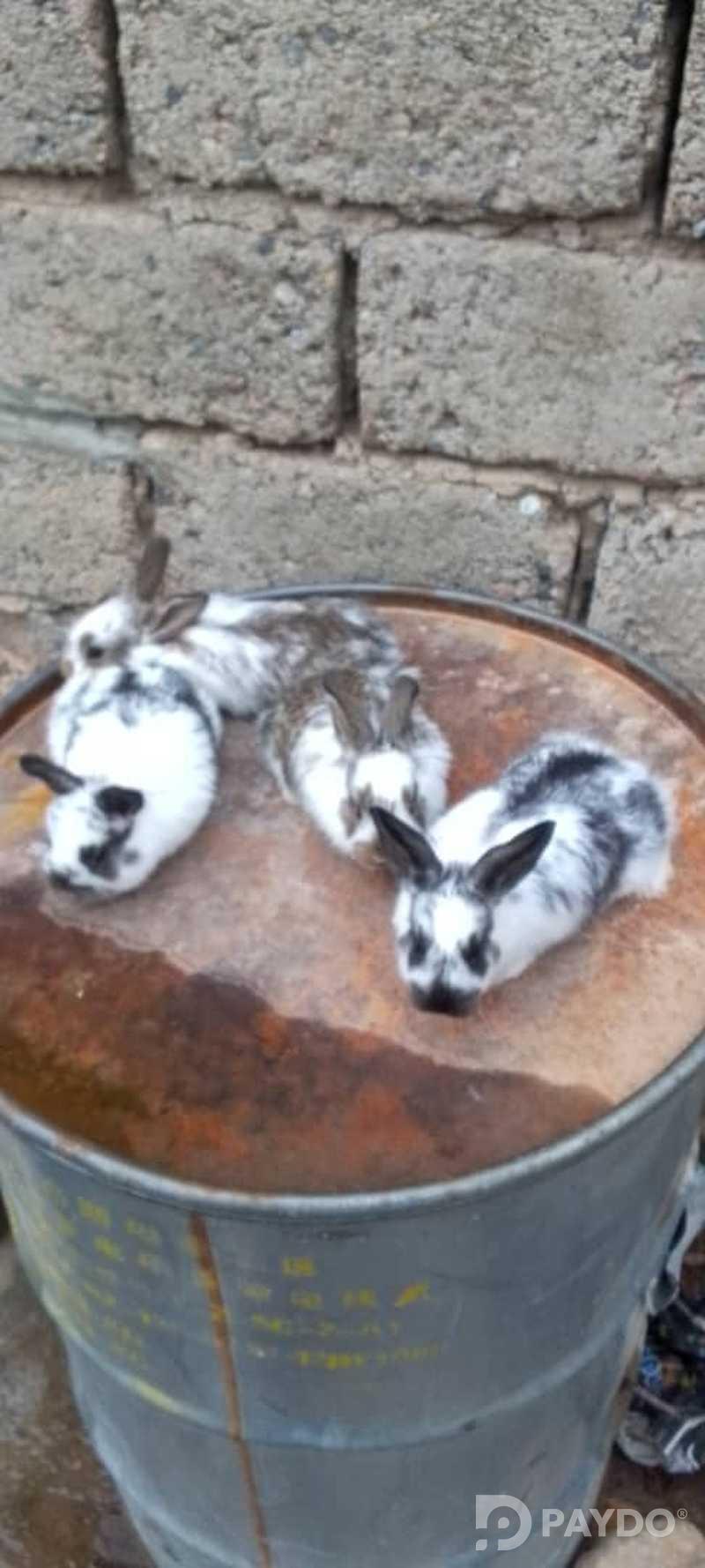 Rabbits