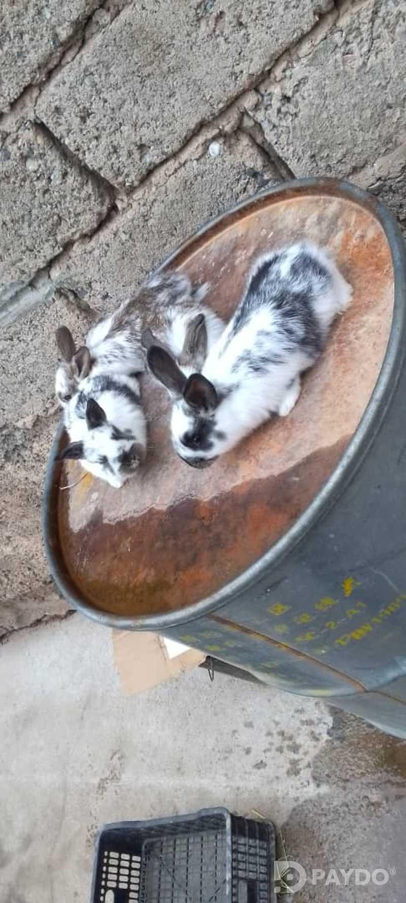 Rabbits