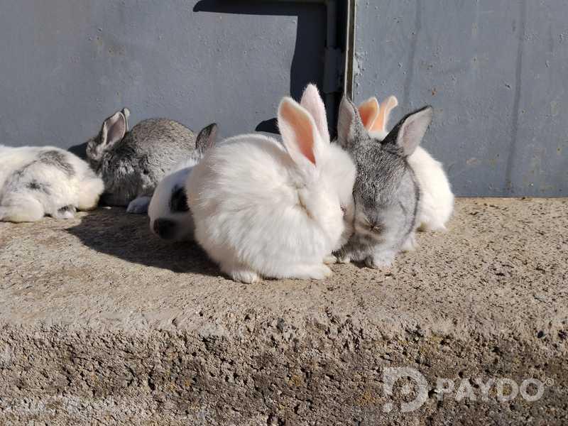 Rabbits