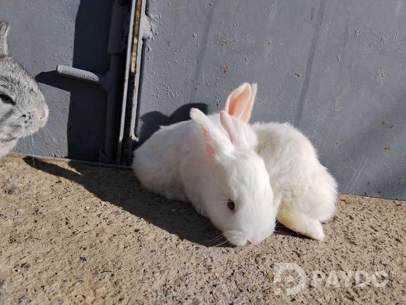 Rabbits