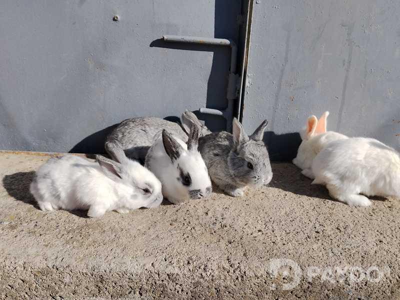 Rabbits