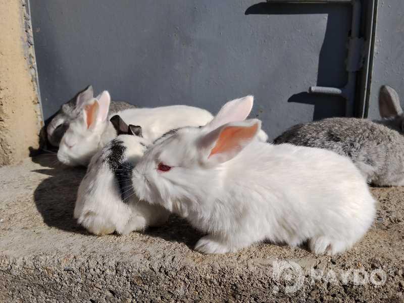 Rabbits