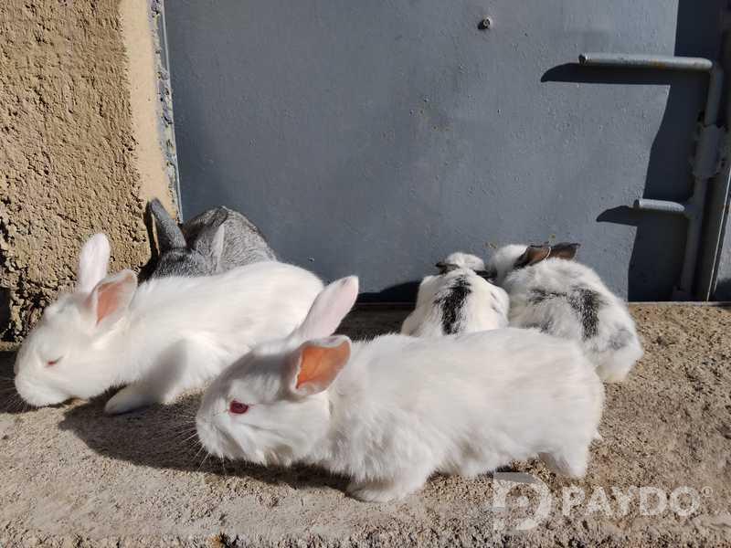 Кролики
