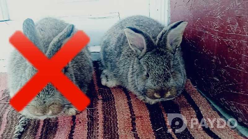 Rabbits