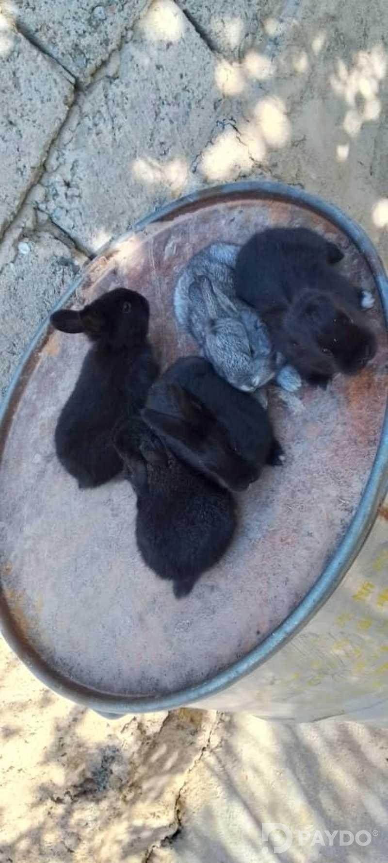 Rabbits