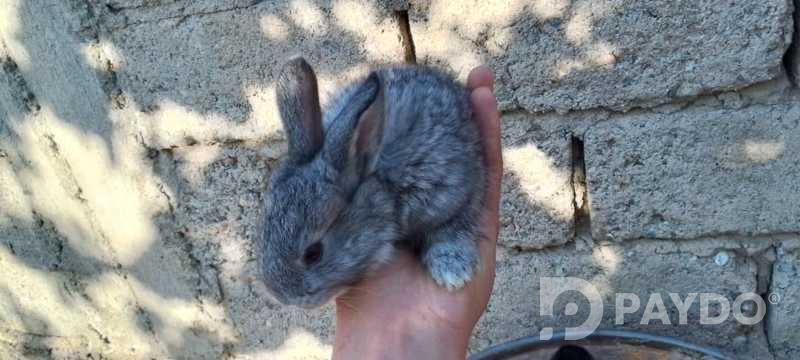 Rabbits