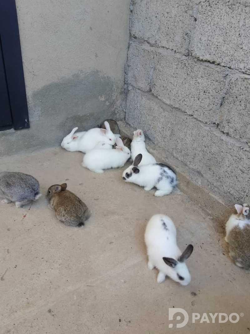 Rabbits