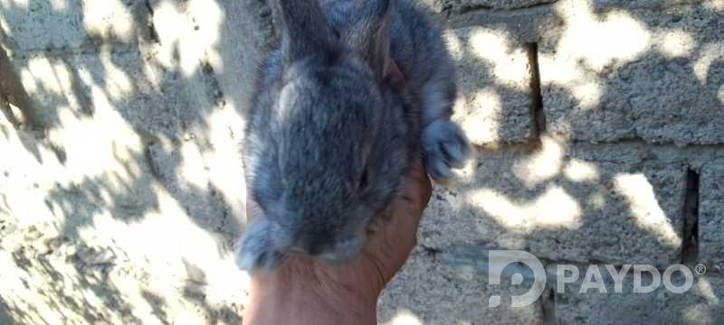 Rabbits
