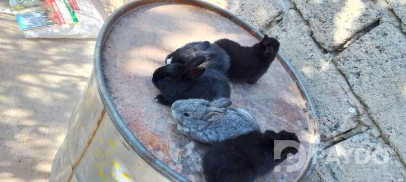 Rabbits