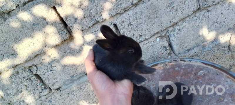 Rabbits
