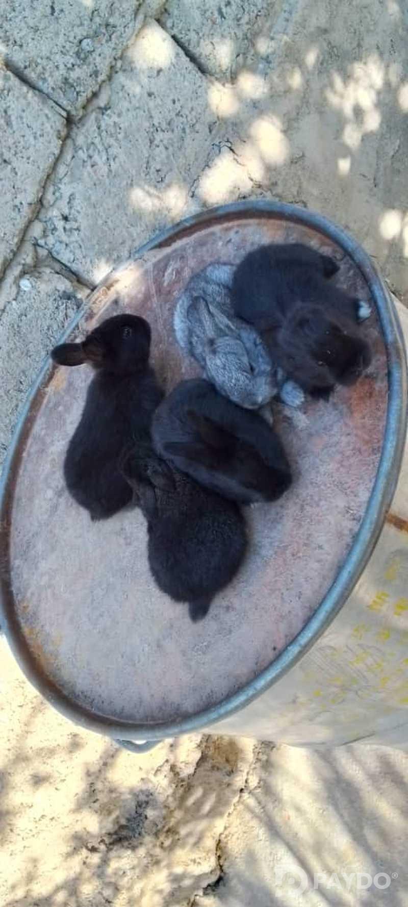Rabbits