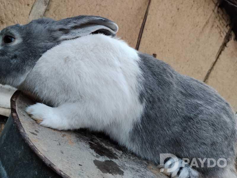Харгӯшҳо