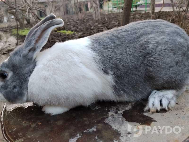 Харгӯшҳо
