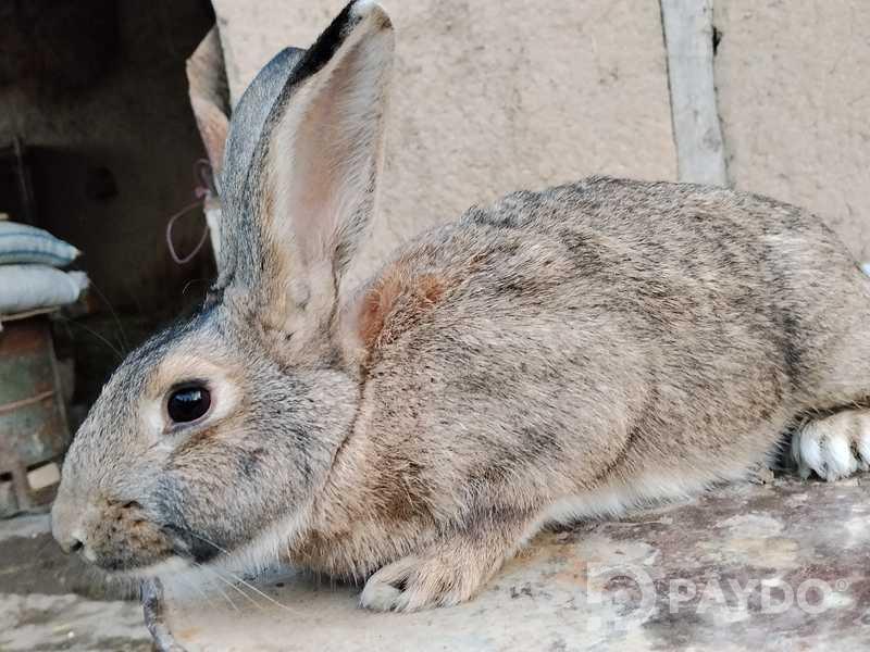 Rabbits