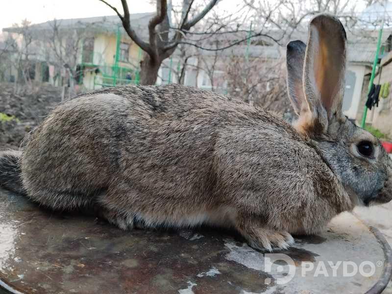 Rabbits