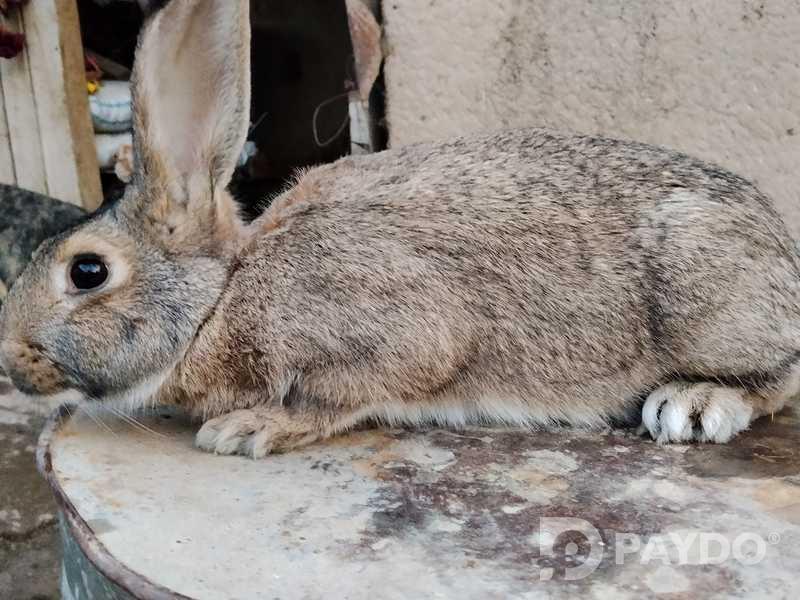 Rabbits