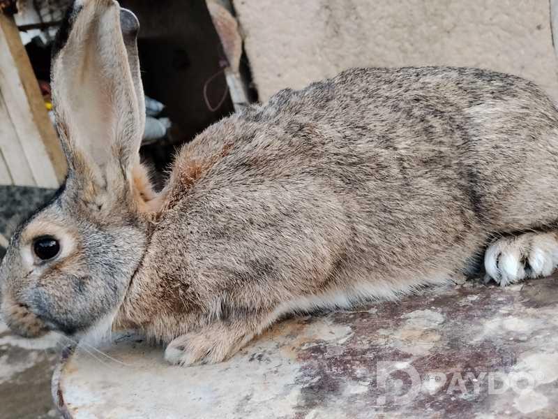 Rabbits