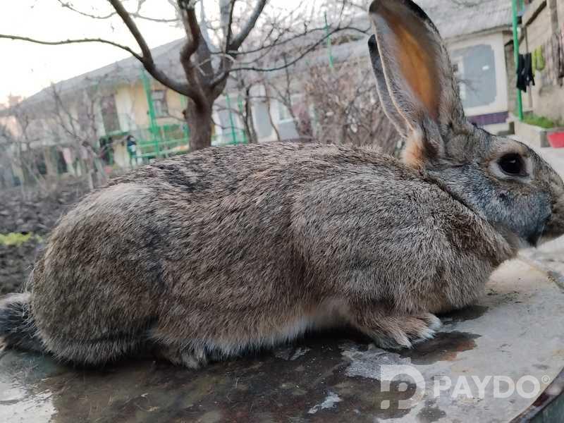 Rabbits
