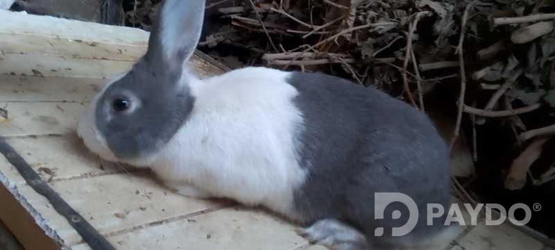 Rabbits
