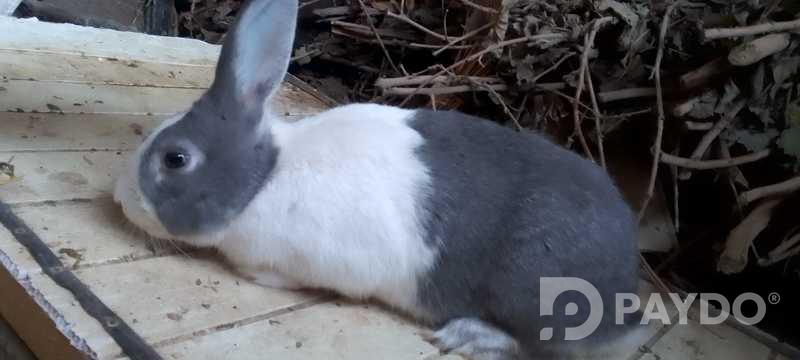 Rabbits