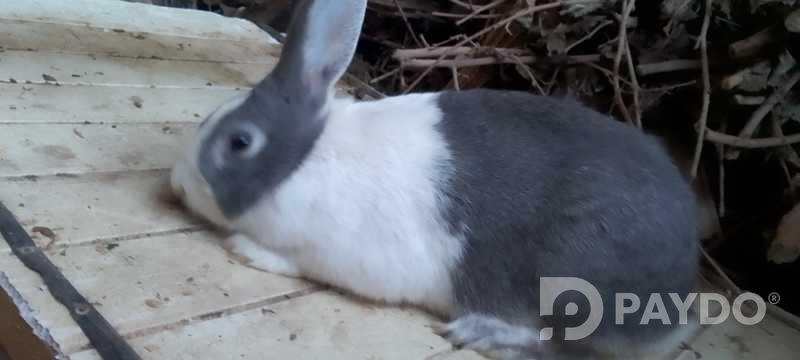 Rabbits