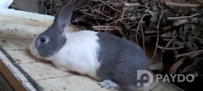 Rabbits