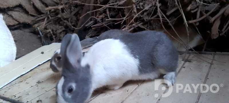 Rabbits