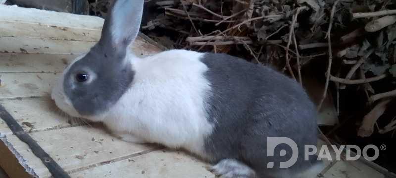 Rabbits