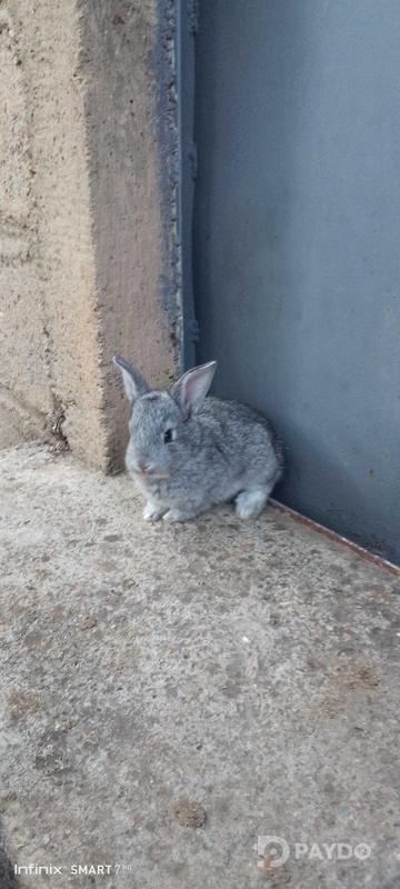 Rabbits
