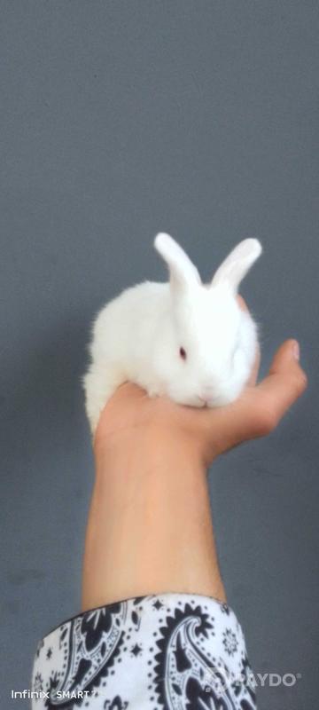 Rabbits