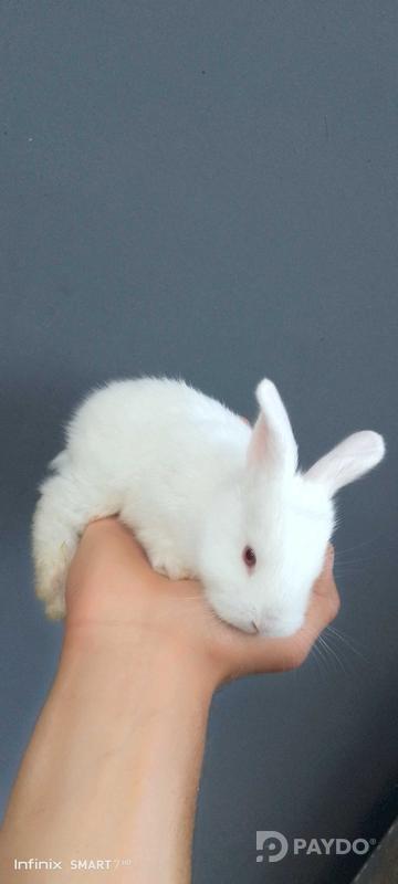 Rabbits