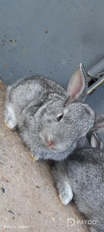 Rabbits