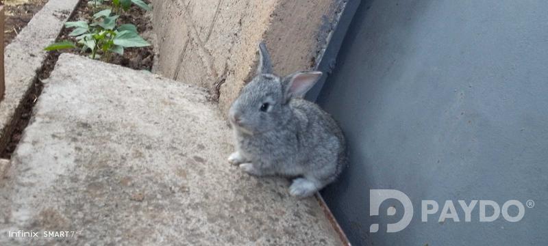 Rabbits