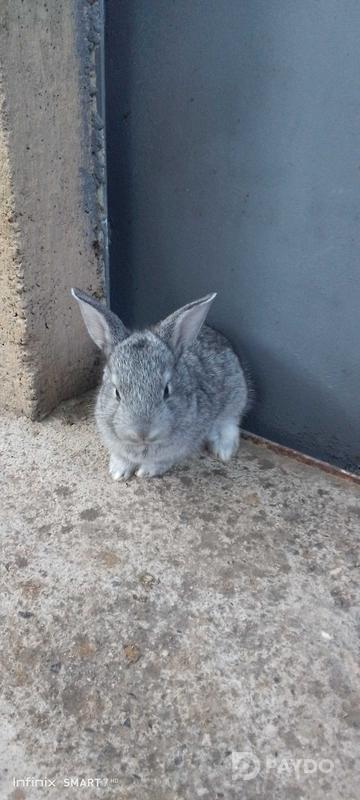 Rabbits