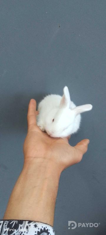 Rabbits