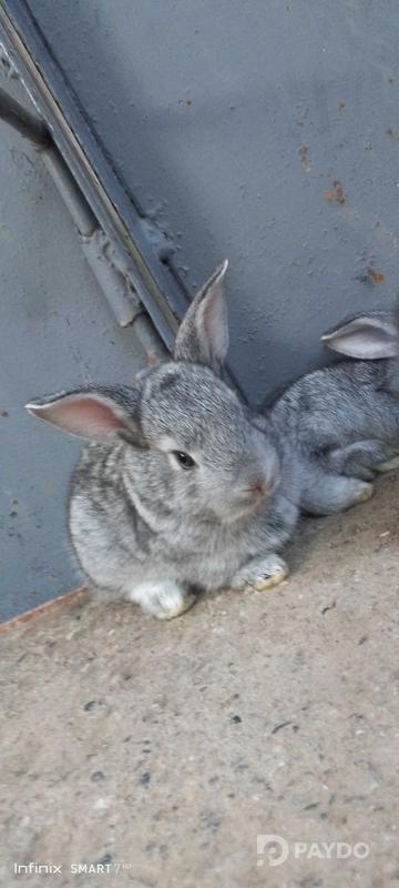 Rabbits