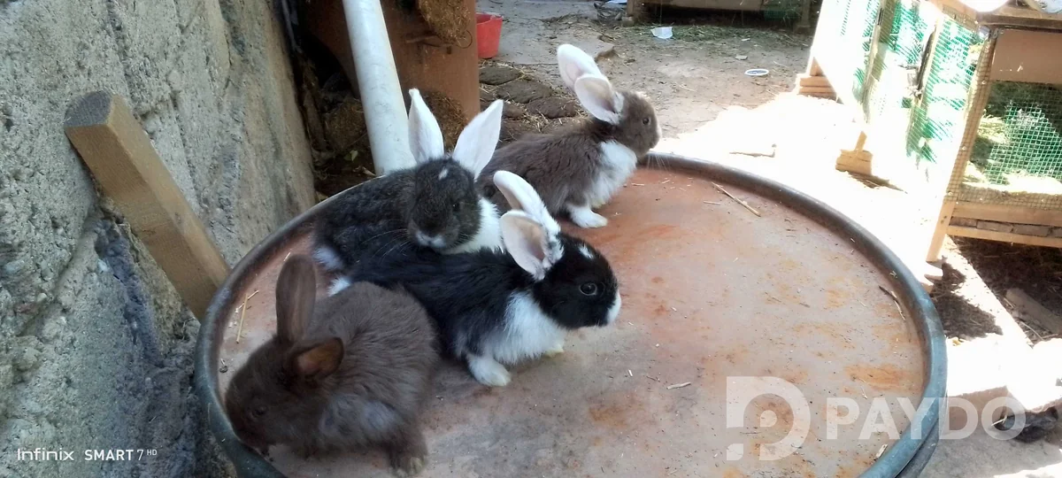 Rabbits