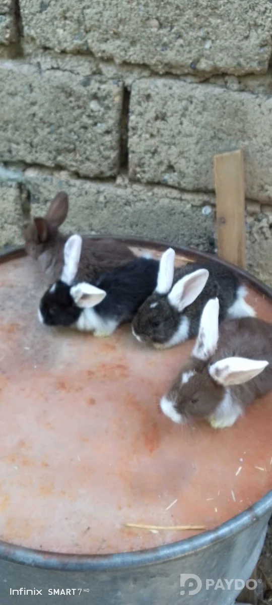 Rabbits