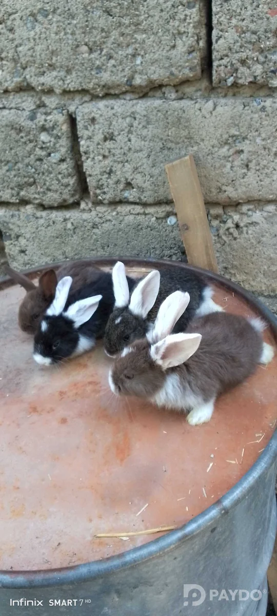 Rabbits