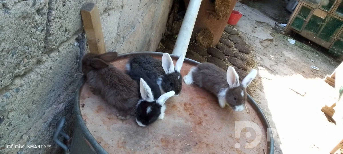 Rabbits