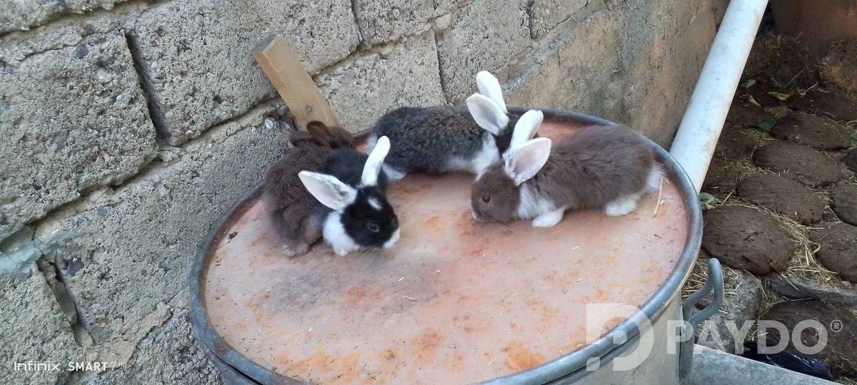 Rabbits