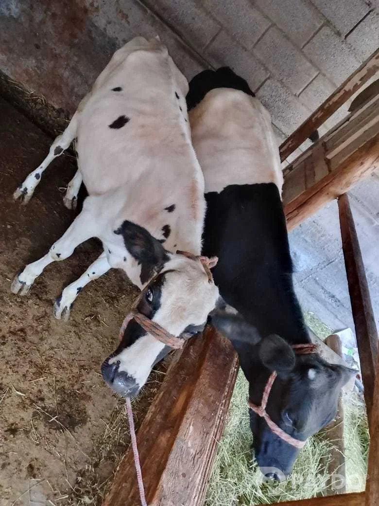 Cattle (Cows, Bulls) • 12 months