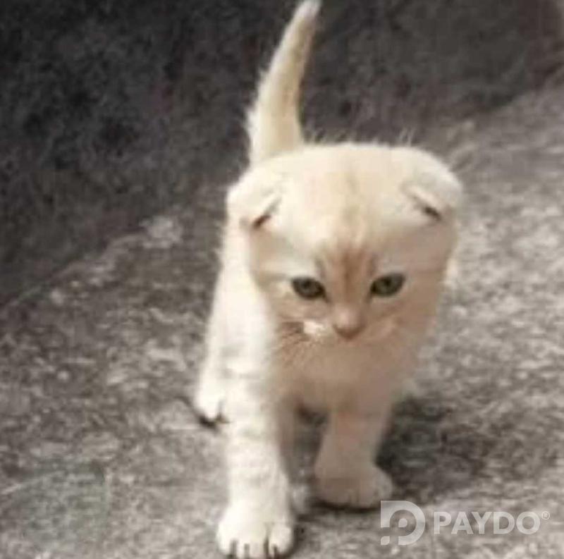 Шотландӣ • 2 моҳ
