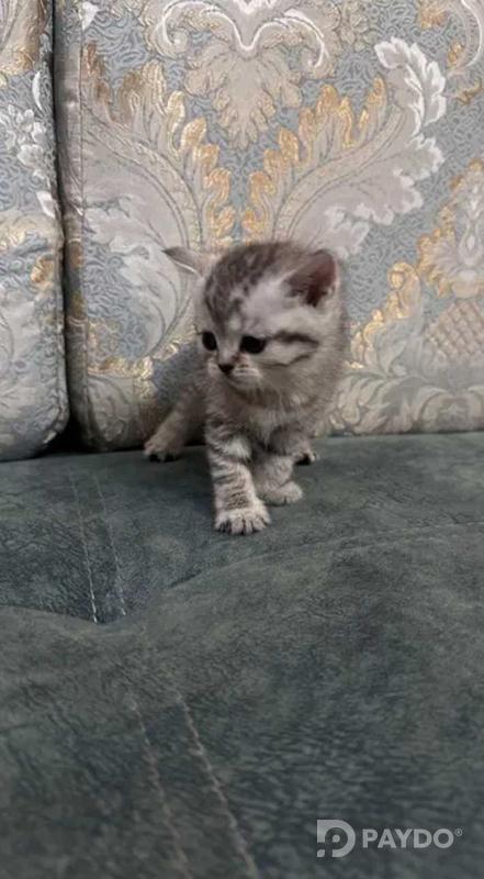 Британии кутоҳмӯй • 2 моҳ